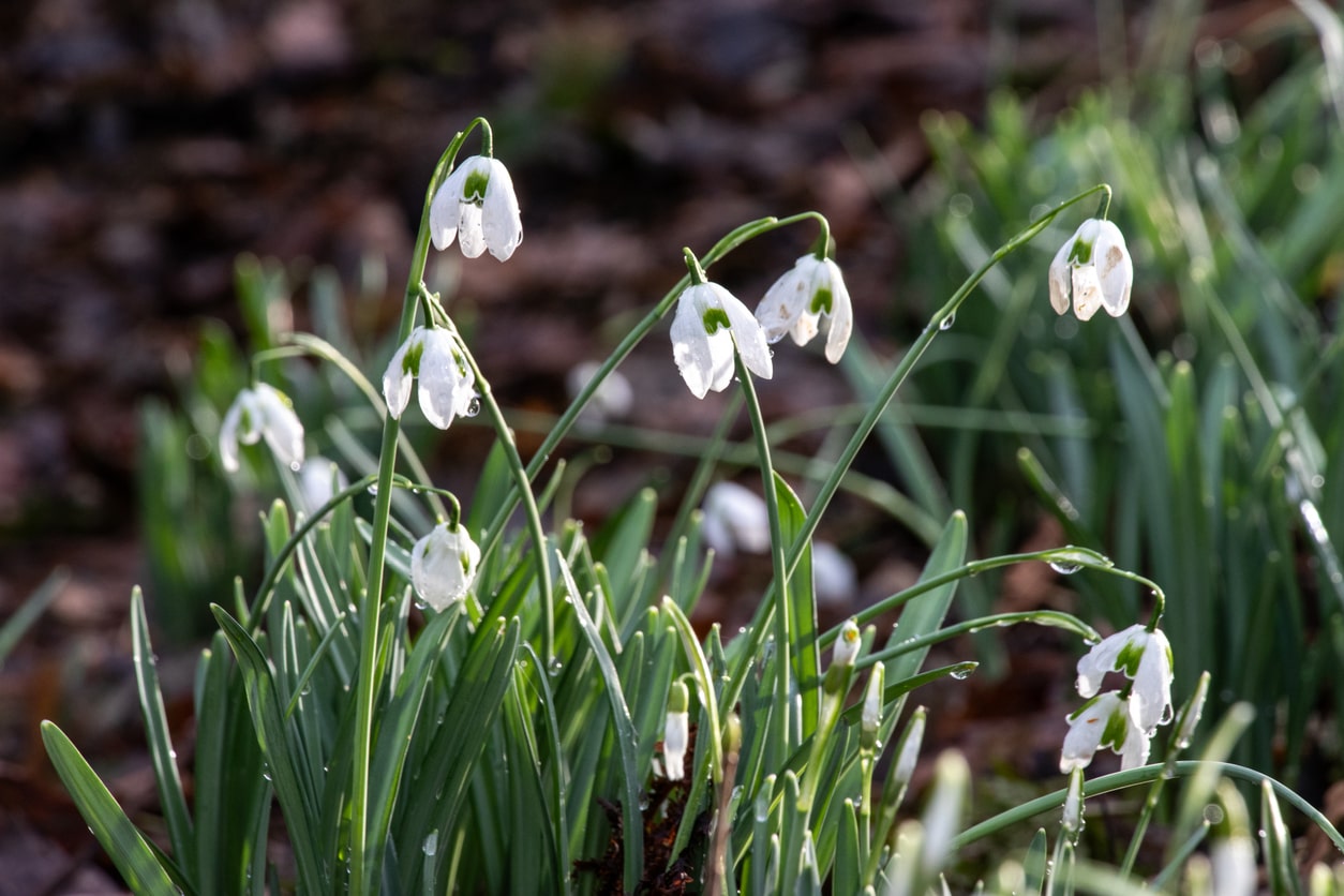 4 Things to Do In Your Home Garden After Christmas